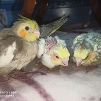 عروس هلندی|پرنده|شیروان (خراسان), |دیوار