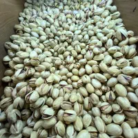 پسته در انواع مختلف