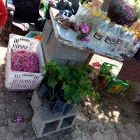 گلاب درجه یک گل محمدی  نهال