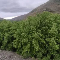 باغ ویلا ییلاقی