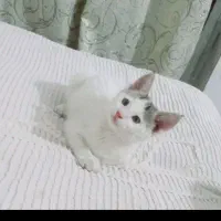 گربه هرکی خواست در خدمتم