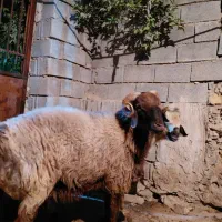 قوچ ترکی چینی|حیوانات مزرعه|وحدتیه, |دیوار