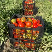 فروش فوق العاده سبد ده کیلویی|عمدهفروشی|ارسنجان, |دیوار