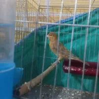 قناری|پرنده|زرند, |دیوار