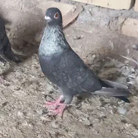 ۳ عدد کبوتر دوری
