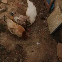 سه عدد مرغ خونگی