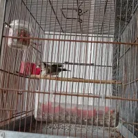 سهره|پرنده|رشت, کوی حسینی|دیوار