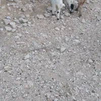 فروش بره شیری