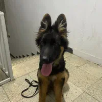 توله ژرمن شولاین بلک فیس موبلند|سگ|ساری, |دیوار