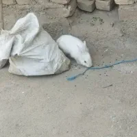 خرگوش سفید