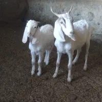 بز دورگ پاکستانی با بزغاله نر|حیوانات مزرعه|بیرجند, |دیوار