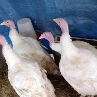 فروش 4عدد بوقلمون ماده گوشتی وزن 8الی10 کیلو|حیوانات مزرعه|حویق, |دیوار