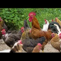 مرغ تخم گذار و خروس محلی اصلی