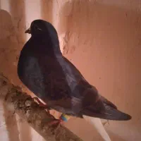 یک جفت کله سفیدنروماده دم سفیدگرفتنی