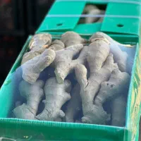 زنجبیل درجه یک