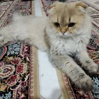 واگذاری گربه برتیش