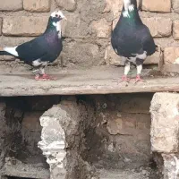 قره و مینا|پرنده|تربتحیدریه, شهرک ولیعصر|دیوار