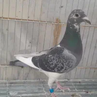 مجسمه کبوتر