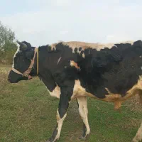 فروش گاو نر دورگ آمپولی|حیوانات مزرعه|گوراب زرمیخ, |دیوار