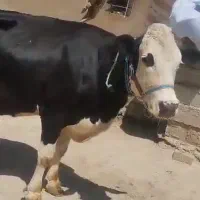 گاو.گوساله.تلیسه