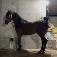 مادیان عرب(خالص)