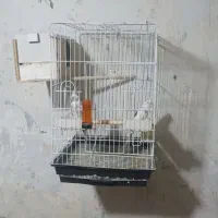 عروس هلندی مولد|پرنده|محمدشهر, ولدآباد|دیوار