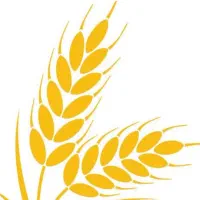 جو دیم محلی