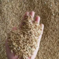 فروش جو  وارداتی دامی