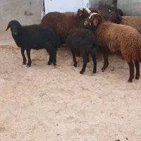 بره نر|حیوانات مزرعه|قیدار, |دیوار