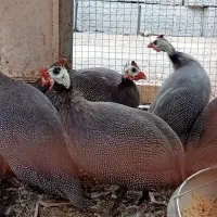 مرغ شاخ دار