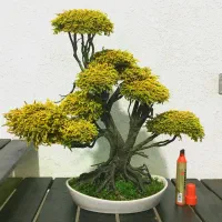 بونسای و درخت جاودان با خزه و گل طبیعی طرح پاییزی