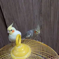 عروس هلندی|پرنده|شفت, |دیوار