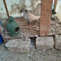 کبوتر پرشی|پرنده|زیباشهر, |دیوار