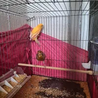 قناری پرتقالی نروماده|پرنده|پاکدشت, پاکدشت (مامازند)|دیوار