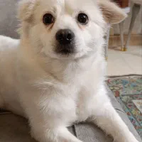 پامر اشپیتز نر