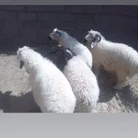 4عددبره نر فروشی
