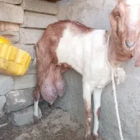 بزابستن مری وبزباکعره