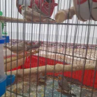 فنج کینگ|پرنده|گیلان غرب, |دیوار