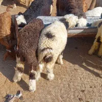 بره|حیوانات مزرعه|اهواز, کوی باهنر|دیوار