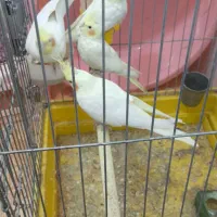 معاوضه با قناری|پرنده|بهبهان, |دیوار