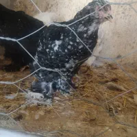 مرغ برهما بلک متلد، خروس کوشین پورسلن، مرغ ویاندوت|حیوانات مزرعه|هشتگرد, خور|دیوار