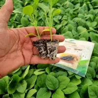 نشا گوجه بادمجان فلفل دلمه و تند و...|خدمات باغبانی و درختکاری|بندرعباس, |دیوار