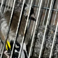 سهره جوجه کشی قفس|پرنده|اسلام‌شهر, چیچکلو|دیوار