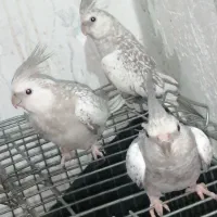 3 عدد عروس هلندی نژاد کم یاب ایزابلا|پرنده|اهواز, پردیس دو|دیوار