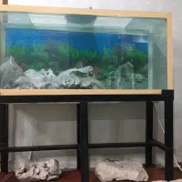 اکواریوم ماهی