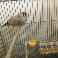 فنچ کینگ انگلیسی|پرنده|محمدشهر, همایون ویلا|دیوار