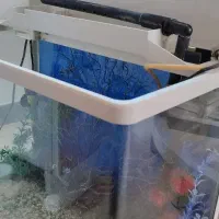 آکواریوم mahiran|ماهی|لنگرود, |دیوار