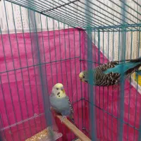 مرغ عشق نره ماده