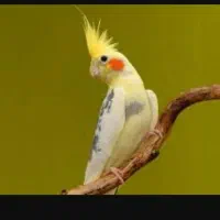 خرید فروش معاوضه انواع پرنده زینتی|پرنده|همدان, |دیوار