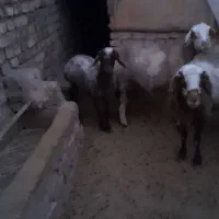 یک جفت میش و بره ماده